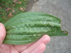 Phytomyza plantaginis