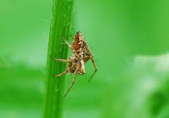 Oxyopes licenti