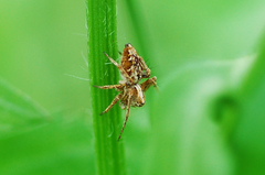 Oxyopes licenti