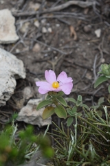 Cistus parviflorus