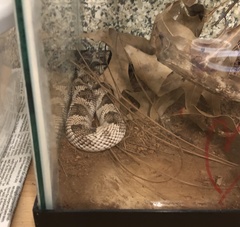 Pituophis melanoleucus
