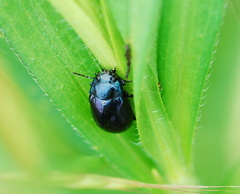 Chrysolina aurichalcea
