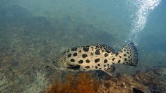 Epinephelus tukula
