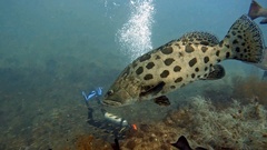 Epinephelus tukula