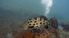 Epinephelus tukula