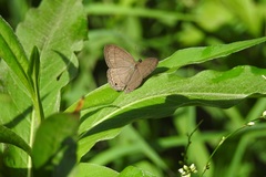 Cissia pompilia