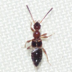 Apocellus