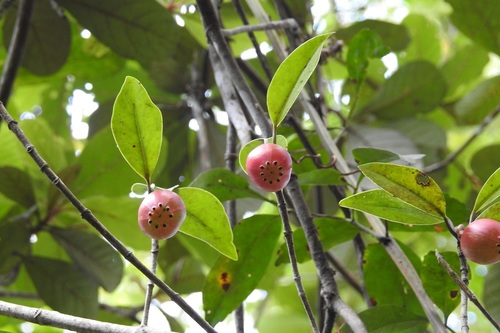 Clusia minor, photograph 6