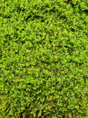 Saccogyna viticulosa