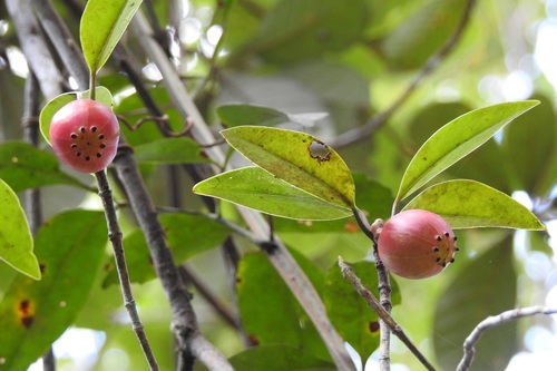 Clusia minor, photograph 5