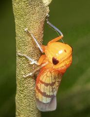 Amblyscarta
