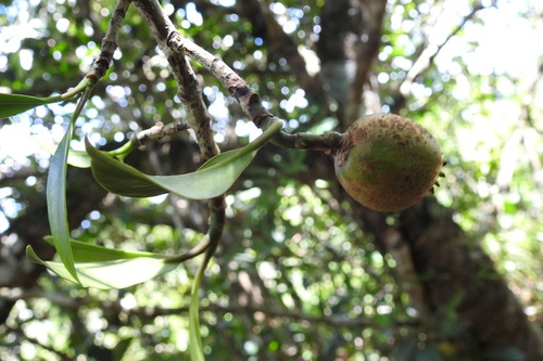 Clusia minor, photograph 4
