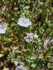 Phacelia ciliata