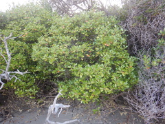 Scyphiphora hydrophylacea