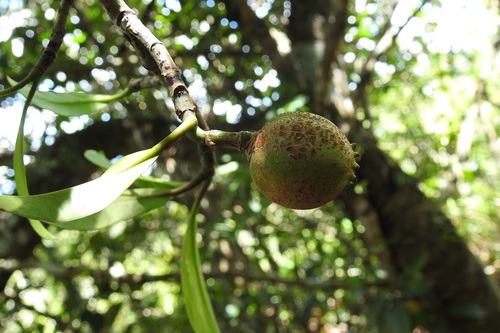 Clusia minor, photograph 3