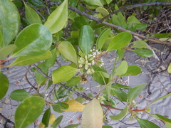 Scyphiphora hydrophylacea