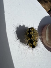 Lophocampa argentata