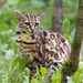 Leopardus wiedii - Photo (c) Tambako The Jaguar,  זכויות יוצרים חלקיות (CC BY-ND)