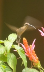 Phaethornis superciliosus