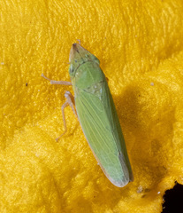 Draeculacephala clypeata