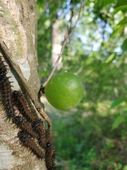 Amphibolips melanocera