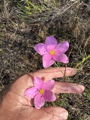 Sabatia grandiflora