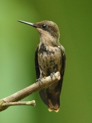 Lophornis chalybeus