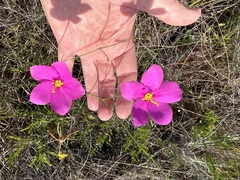 Sabatia grandiflora