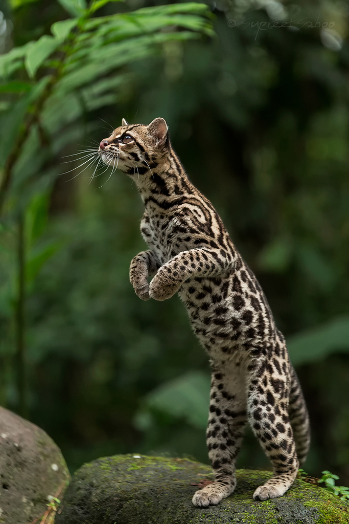 Leopardus wiedii glauculus