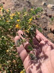 Acmispon dendroideus dendroideus