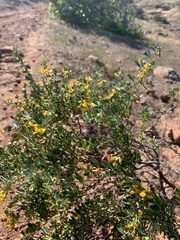 Acmispon dendroideus dendroideus