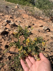 Acmispon dendroideus dendroideus