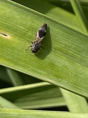 Agrilus discalis