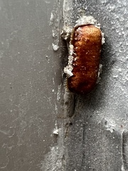 Periplaneta australasiae