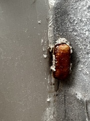 Periplaneta australasiae