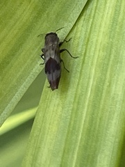 Agrilus discalis