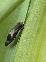 Agrilus discalis