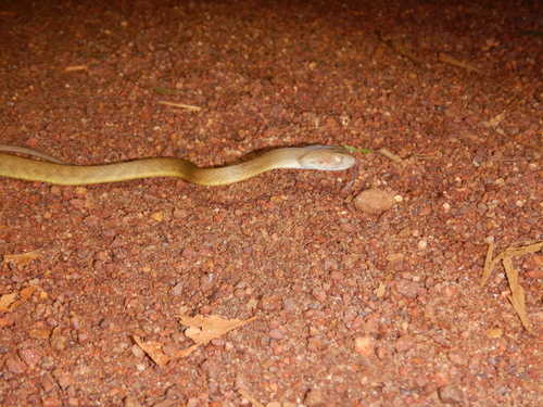 Brown Tree Snake sighting