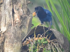 Cyanocorax caeruleus