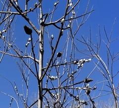 Rabdophaga salicisgnaphalioides
