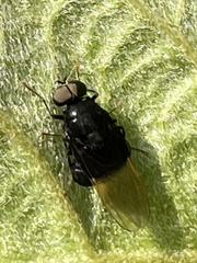 Craspedometopon basale