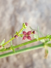 Galium wrightii