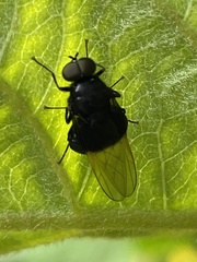 Craspedometopon basale