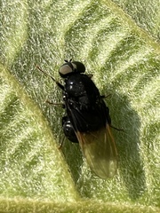 Craspedometopon basale