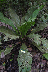 Anthurium caucavallense