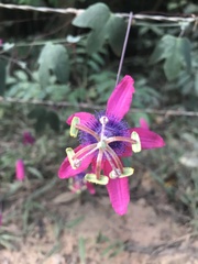 Passiflora kermesina