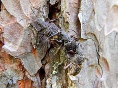 Sachalinobia rugipennis