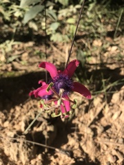 Passiflora kermesina