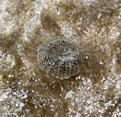 Bunodosoma granuliferum