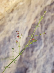 Galium wrightii